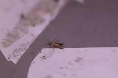 Schreckensteinia erythriella