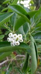 Cestrum diurnum