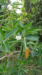 Cestrum diurnum