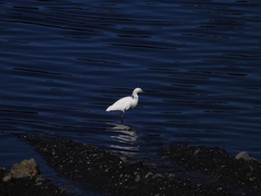 Egretta thula