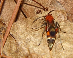 Psorthaspis legata