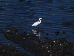 Egretta thula