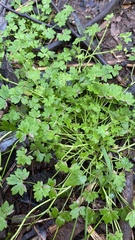 Ranunculus sessiliflorus