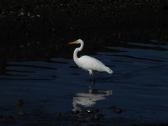 Ardea alba