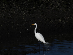 Ardea alba