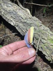 Ganoderma curtisii