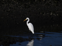 Ardea alba