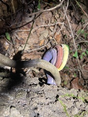 Ganoderma curtisii