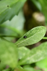 Ectmetopterus micantulus