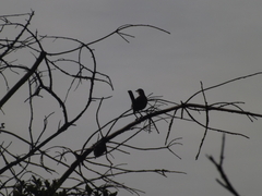 Pteroptochos megapodius