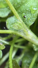 Ranunculus sessiliflorus