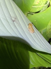 Diasporus diastema