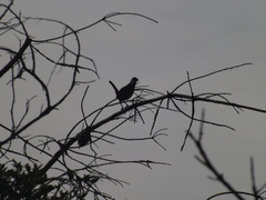 Pteroptochos megapodius