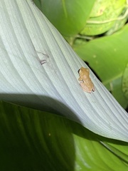 Diasporus diastema
