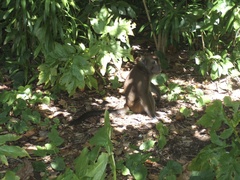 Macaca fascicularis philippensis