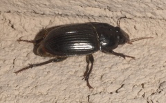Euryderus grossus