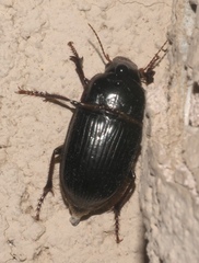 Euryderus grossus