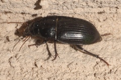 Euryderus grossus