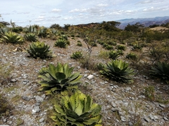 Agave cupreata