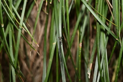 Platycnemis phyllopoda
