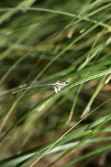 Platycnemis phyllopoda