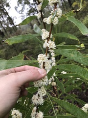 Hakea benthamii