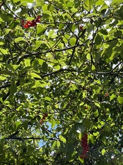 Schisandra arisanensis