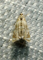 Eoparargyractis plevie