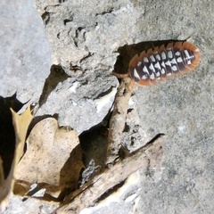 Armadillidium klugii