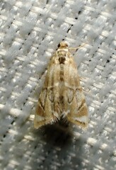 Eoparargyractis plevie