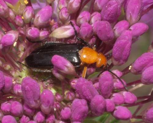 Zonitis atripennis photo 3