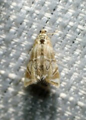 Eoparargyractis plevie