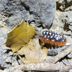 Armadillidium klugii