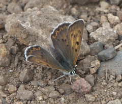 Tharsalea dorcas sangremar