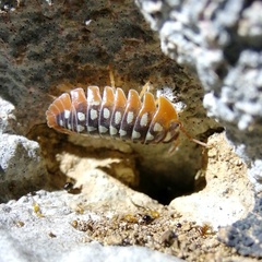 Armadillidium klugii