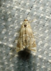 Eoparargyractis plevie