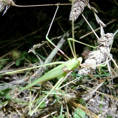 Acrometopa macropoda