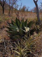 Agave cupreata