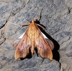 Anarmodia