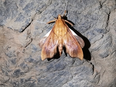 Anarmodia