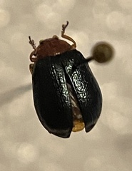Plagiodera arizonae