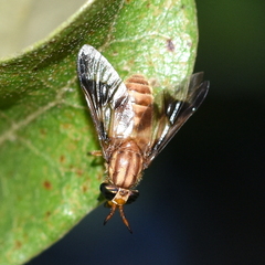 Chrysops flavidus
