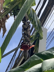 Musa balbisiana