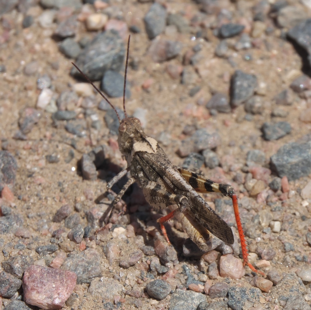 Mottled Sand Grasshopper