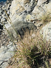 Bothriochloa saccharoides