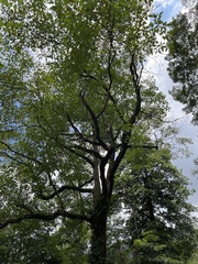 Sassafras randaiense