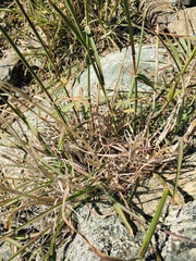 Bothriochloa saccharoides