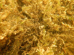 Fontinalis dalecarlica