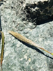 Bothriochloa saccharoides