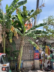 Musa balbisiana